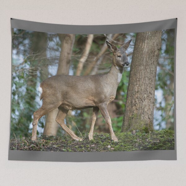 Item preview, Roe deer (Capreolus capreolus) designed and sold by Stephen Jarman.