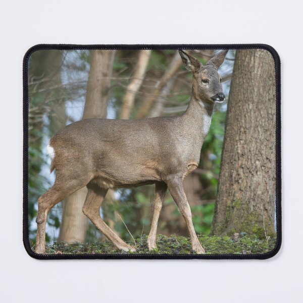 Item preview, Corzo (Capreolus capreolus) designed and sold by Stephen Jarman.