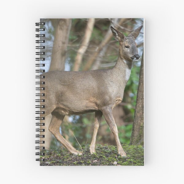 Item preview, Roe deer (Capreolus capreolus) designed and sold by Stephen Jarman.