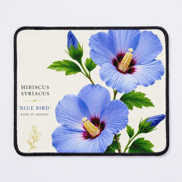 Item preview, A Hibiscus syriacus 'Blue Bird' Art Series #3 designed and sold by Helios Be. Lavsh.