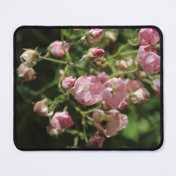 Item preview, Soft pink wild roses - Nature photography designed and sold by Cha-s-lens.