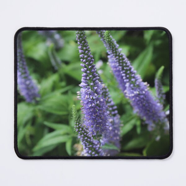 Item preview, Purple garden speedwell - Soft nature photography designed and sold by Cha-s-lens.