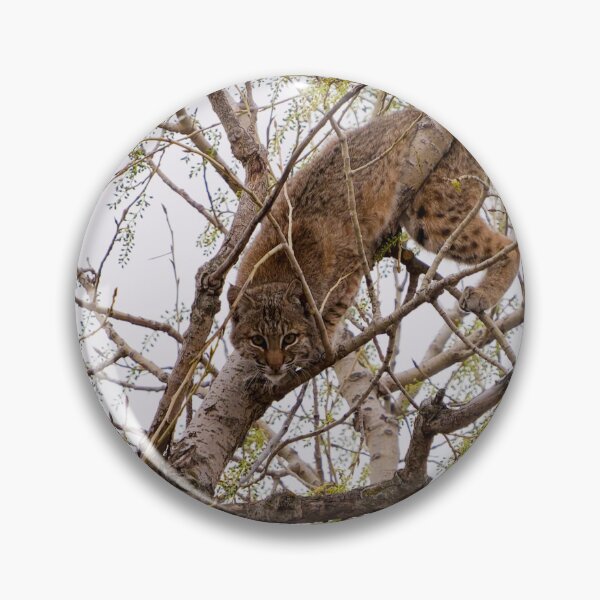 Item preview, Playing Peek-a-boo with a Bobcat designed and sold by South 500 Photography.