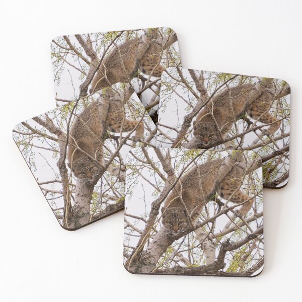 Item preview, Playing Peek-a-boo with a Bobcat designed and sold by South 500 Photography.