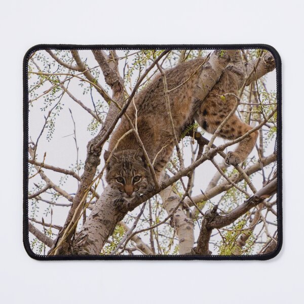 Item preview, Playing Peek-a-boo with a Bobcat designed and sold by South 500 Photography.