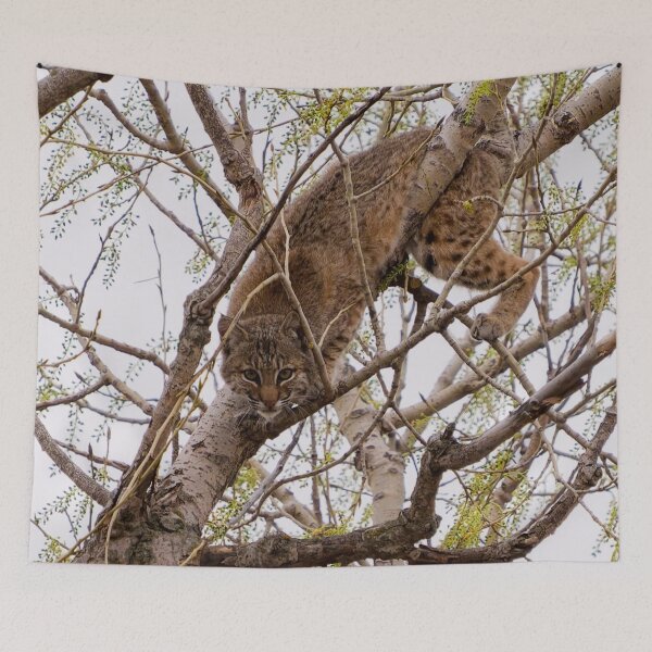 Item preview, Playing Peek-a-boo with a Bobcat designed and sold by South 500 Photography.