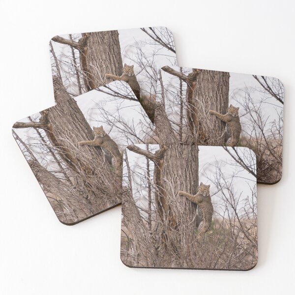 Item preview, Bobcat Hugging a large Cottonwood Tree designed and sold by South 500 Photography.