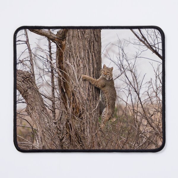 Item preview, Bobcat Hugging a large Cottonwood Tree designed and sold by South 500 Photography.
