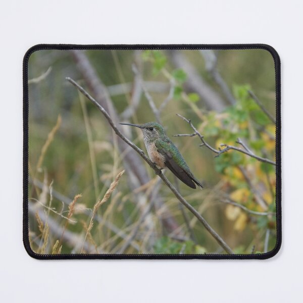 Item preview, Broad-Tailed Hummingbird in Natural Habitat designed and sold by Dirt500.