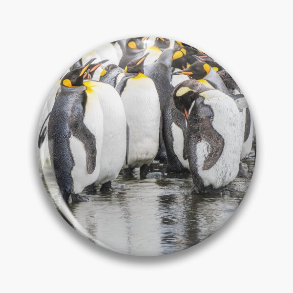 Item preview, King Penguins Reflections South Georgia Island designed and sold by PhotoArt by Joan Carroll.