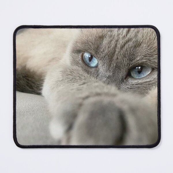 Item preview, Blue-Eyed Cat Reaching Out | Cozy Feline Close-Up designed and sold by Jesus-istheway.