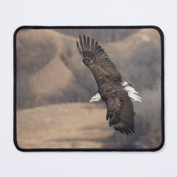 Item preview, Bald Eagle Soaring on the Wind designed and sold by South 500 Photography.