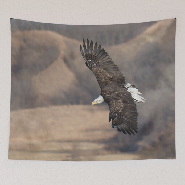 Item preview, Bald Eagle Soaring on the Wind designed and sold by South 500 Photography.