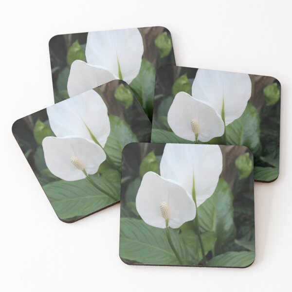 Item preview, Peace Lilly in Bloom designed and sold by Nyx190Photos.