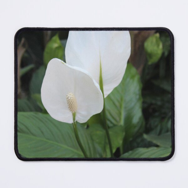 Item preview, Peace Lilly in Bloom designed and sold by Nyx190Photos.
