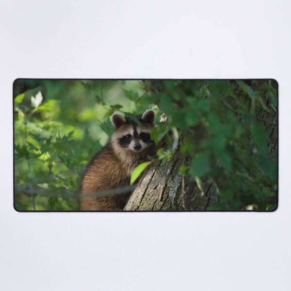 Item preview, Cute and Curious Raccoon  designed and sold by South 500 Photography.