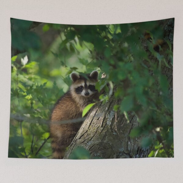 Item preview, Cute and Curious Raccoon  designed and sold by South 500 Photography.