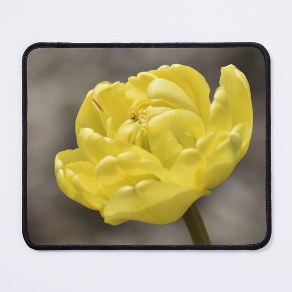 Item preview, Full Bloom Yellow Tulip Vertical designed and sold by TathataPhotos.
