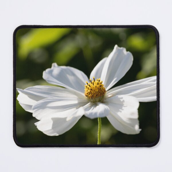 Item preview, white cosmos designed and sold by codaimages.