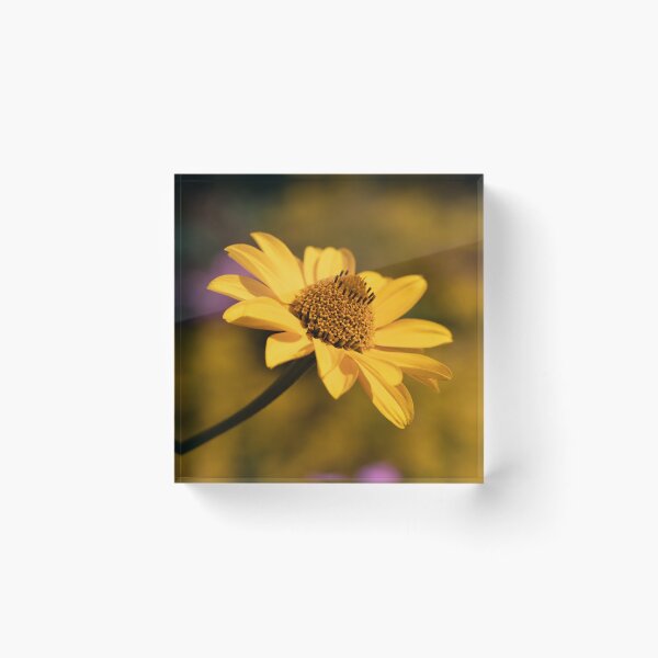 Item preview, false sunflower designed and sold by codaimages.