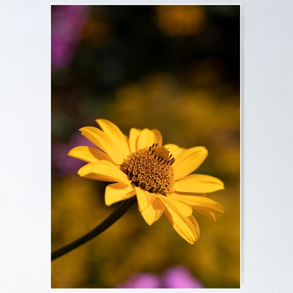 Item preview, false sunflower designed and sold by codaimages.