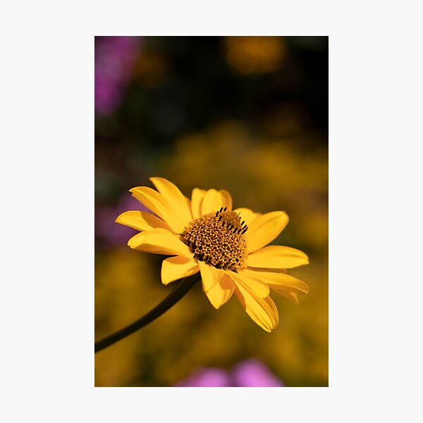 Item preview, false sunflower designed and sold by codaimages.