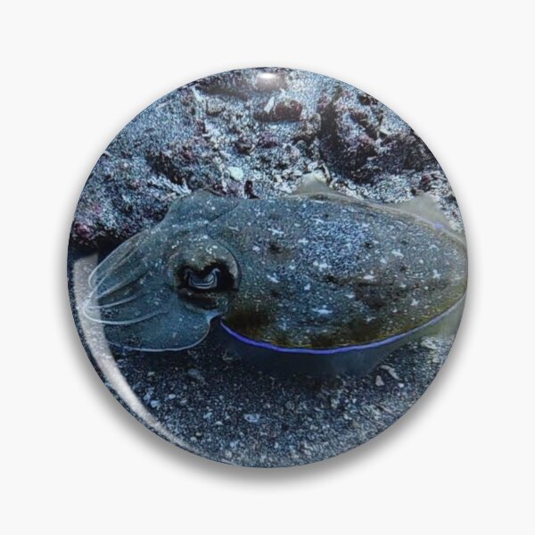 Item preview, Indonesian Cuttlefish designed and sold by Marine Wonders.