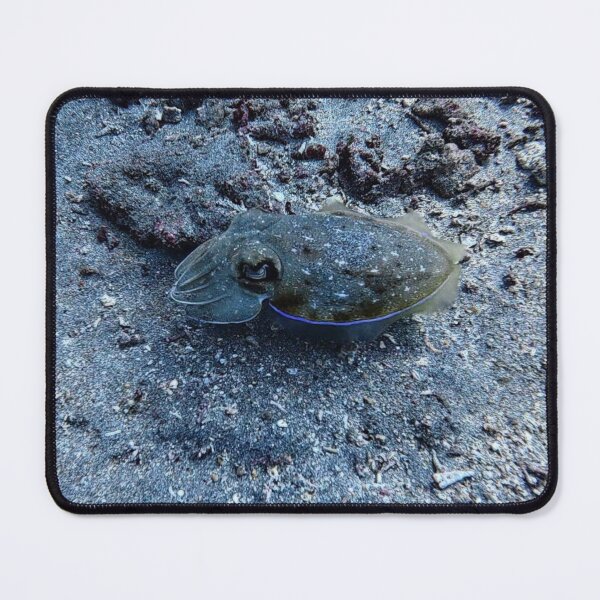 Item preview, Indonesian Cuttlefish designed and sold by Marine Wonders.