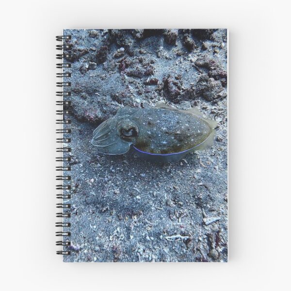 Item preview, Indonesian Cuttlefish designed and sold by Marine Wonders.