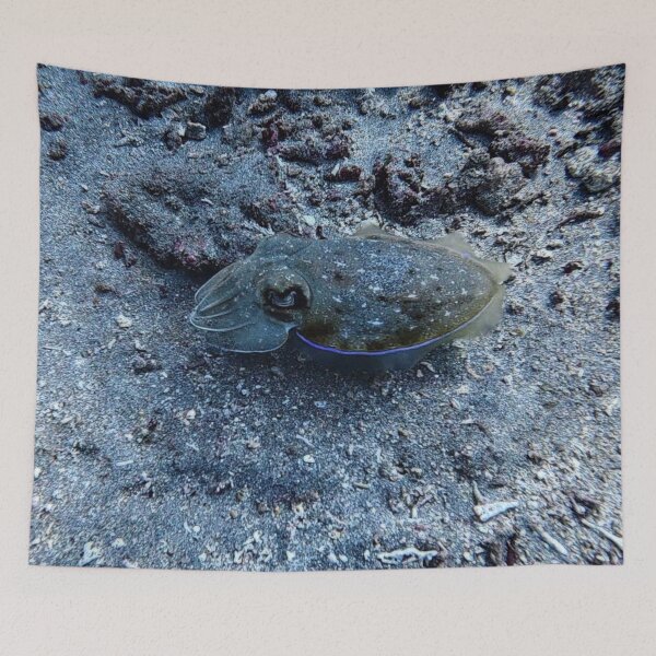 Item preview, Indonesian Cuttlefish designed and sold by Marine Wonders.