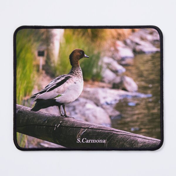 Item preview, Peaceful Duck on Wooden Fence River Landscape Art - Queensland designed and sold by AuraInkSC.
