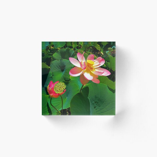 1840 Lotus field details Acrylic Block
