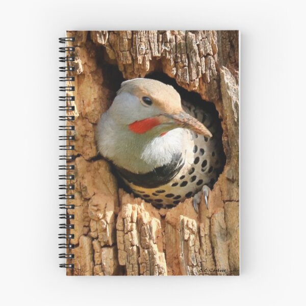 Item preview, Northern Flicker in Tree designed and sold by Penwortham.