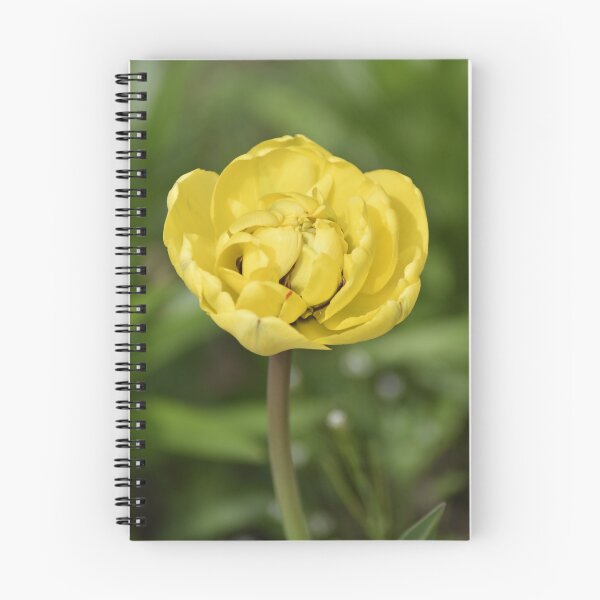 Item preview, Golden Tulip Macro Petal Close Up Photography designed and sold by Tathata Macro Flowers.