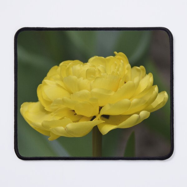 Item preview, Golden Tulip Flower Macro Photography designed and sold by Tathata Macro Flowers.