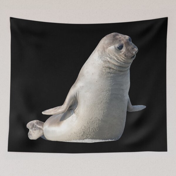 Item preview, Ihupuku (Elephant Seal) ready to pounce designed and sold by GivernyKate.