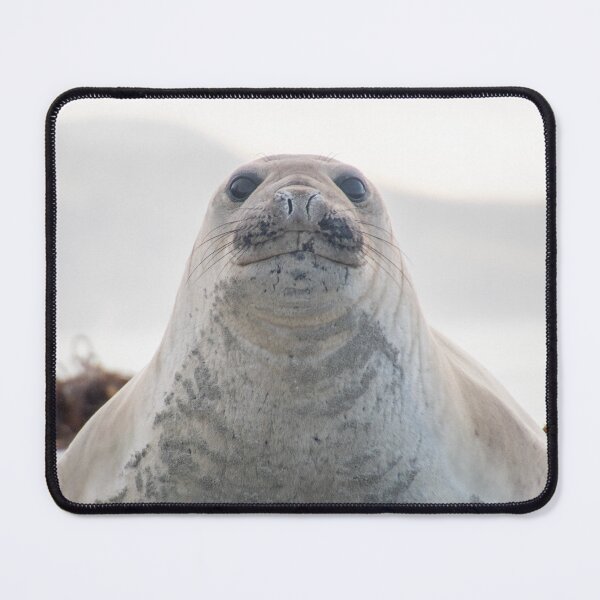 Item preview, Elephant seal blob designed and sold by GivernyKate.