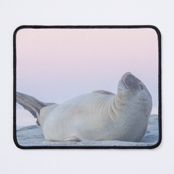 Item preview, Elephant seal at sunset designed and sold by GivernyKate.