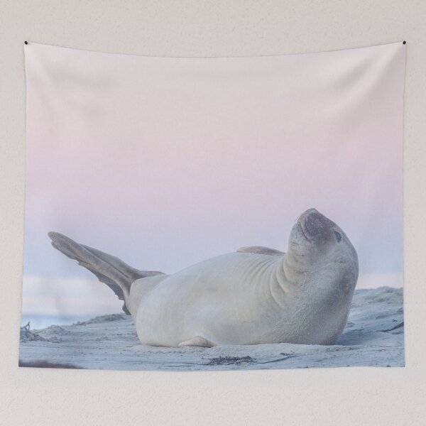 Item preview, Elephant seal at sunset designed and sold by GivernyKate.