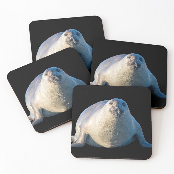Item preview, Ihupuku (Elephant Seal) on the move designed and sold by GivernyKate.