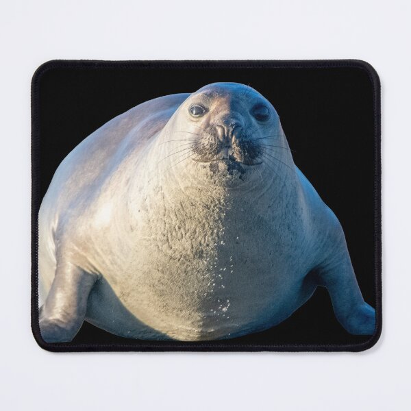 Item preview, Ihupuku (Elephant Seal) on the move designed and sold by GivernyKate.