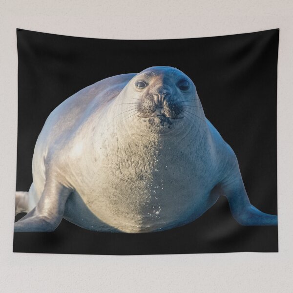 Item preview, Ihupuku (Elephant Seal) on the move designed and sold by GivernyKate.
