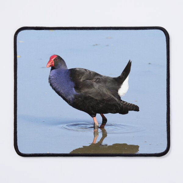 Item preview, Australasian Swamphen Wading In Shallow Water designed and sold by 27Tammy27.