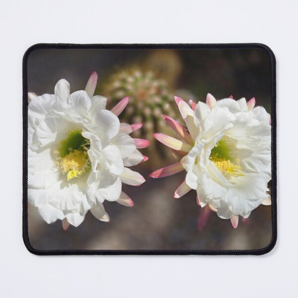 Item preview, Twin cacti designed and sold by Margaret McNally.