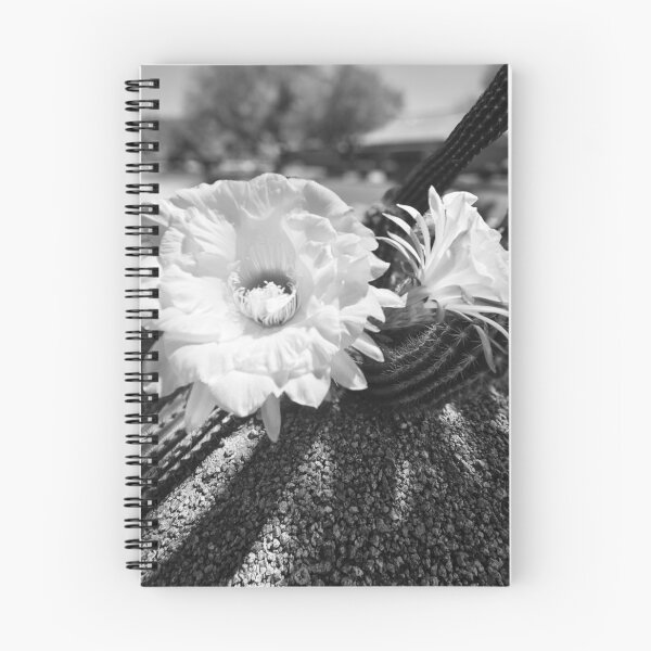 Aperçu de l'œuvre Cacti Noir créée et vendue par Margaret McNally.