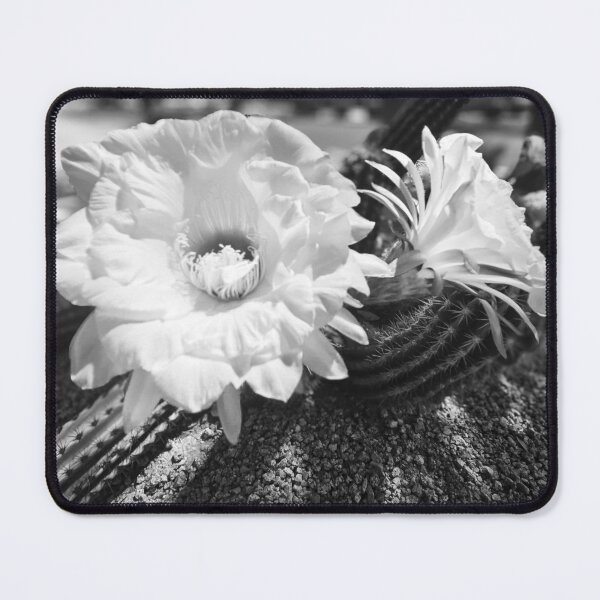 Item preview, Cacti Noir designed and sold by Margaret McNally.