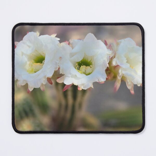 Item preview, Sunshine Cactus Flowers designed and sold by Margaret McNally.