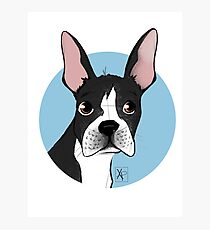 Boston Terrier Love Photographic Print