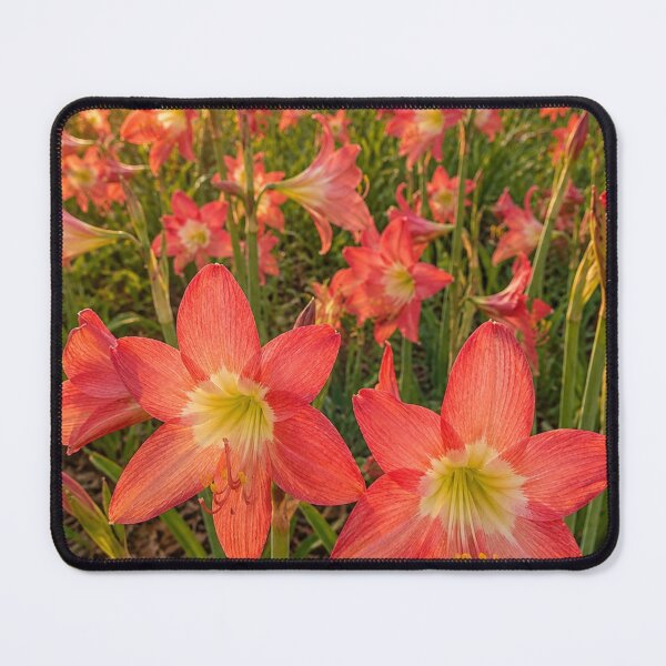 Item preview, Golden Hour Amaryllis in Bloom designed and sold by SheFriendly143.