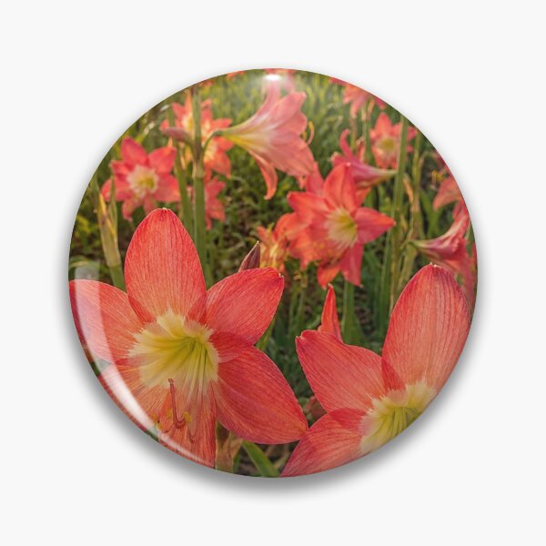 Item preview, Golden Hour Amaryllis in Bloom designed and sold by SheFriendly143.